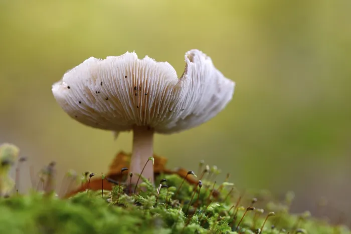 Framed Print : Mushroom in the moss, beech forest Print Framed Print : Mushroom in the moss, beech forest Print