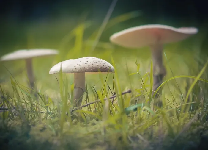 Framed Print : Mushrooms Mushrooms Print Framed Print : Mushrooms Mushrooms Print