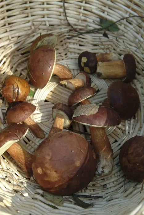 Framed Print : Mushrooms in the Forest Print