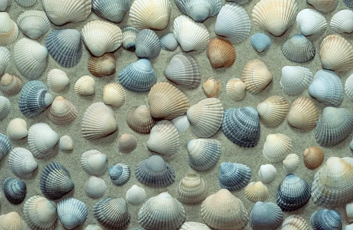 Framed Print : Mussel Shells Print - Close-up of Mussel Shell Arrangement Framed Print : Mussel Shells Print - Close-up of Mussel Shell Arrangement