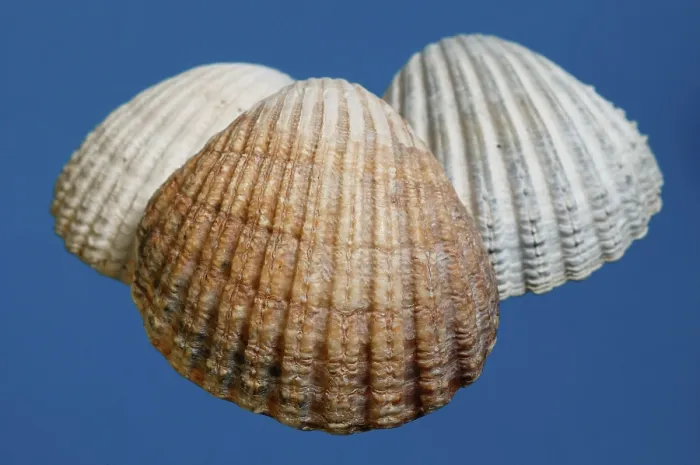 Framed Print : Mussels Print by ImageBROKER Framed Print : Mussels Print by ImageBROKER