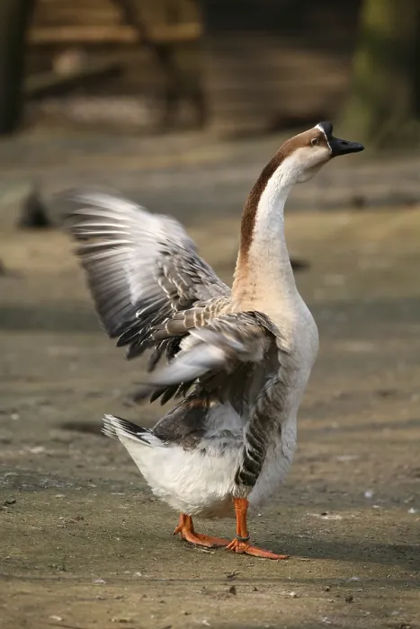 Framed Print : Mute Goose Print by imageBROKER Framed Print : Mute Goose Print by imageBROKER