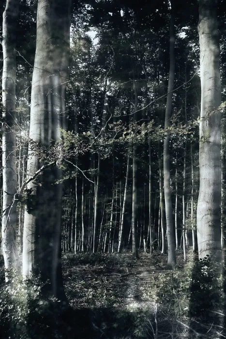 Framed Print : Mystical Forest Print Framed Print : Mystical Forest Print