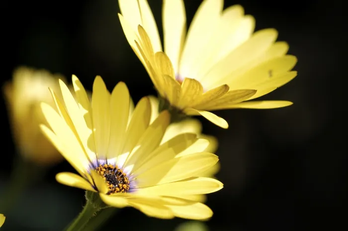 Framed Print : Namaqualand Daisy Print (Dimorphotheca sinuata) Framed Print : Namaqualand Daisy Print (Dimorphotheca sinuata)