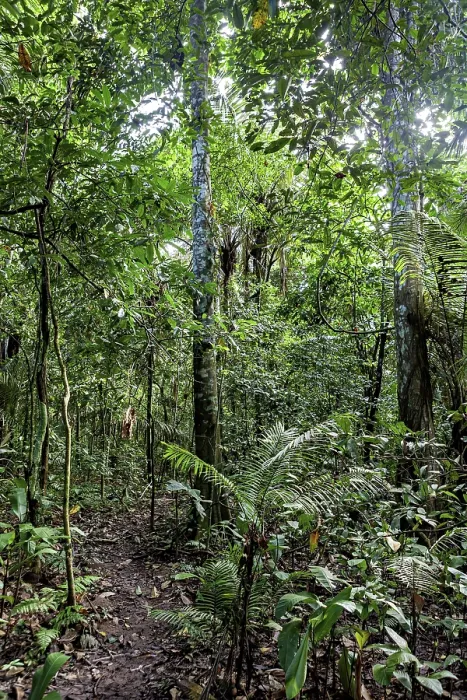 Framed Print : Amazon Rainforest Path Print Framed Print : Amazon Rainforest Path Print