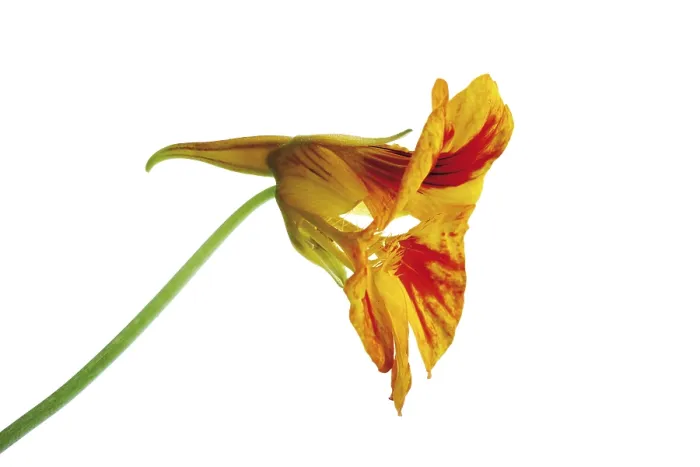 Framed Print : Nasturtium Print by ImageBROKER Framed Print : Nasturtium Print by ImageBROKER