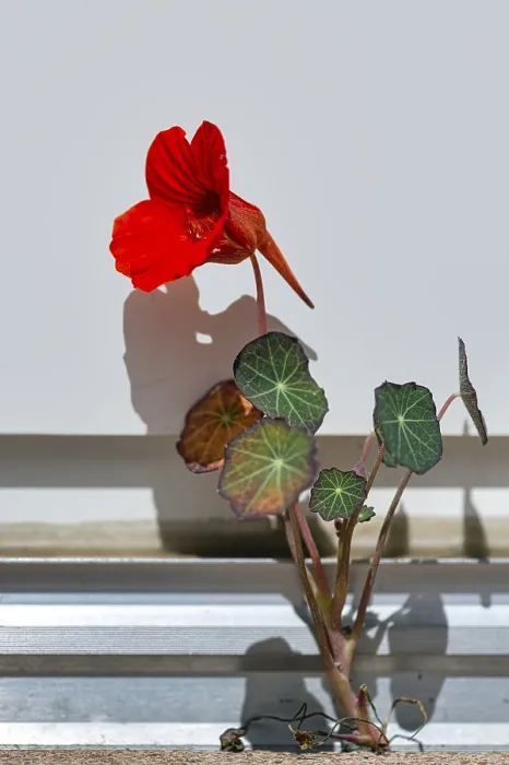 Framed Print : Nasturtium Portrait Print Framed Print : Nasturtium Portrait Print