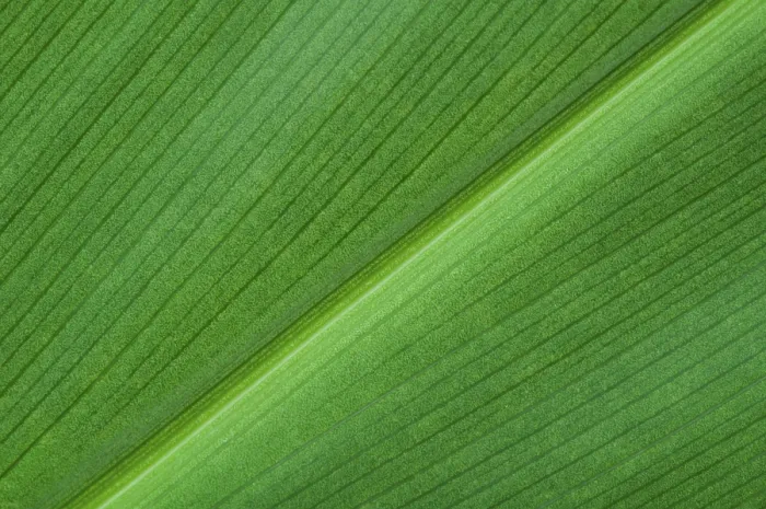 Framed Print : Close-up Green Leaf Print Framed Print : Close-up Green Leaf Print