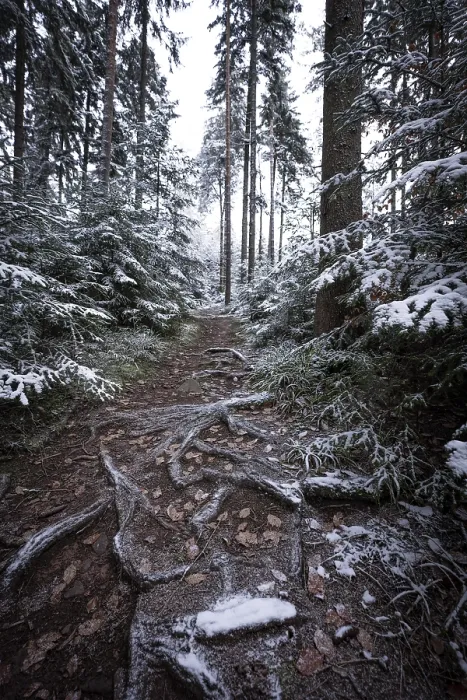 Framed Print : Black Forest Path Print, Germany Framed Print : Black Forest Path Print, Germany