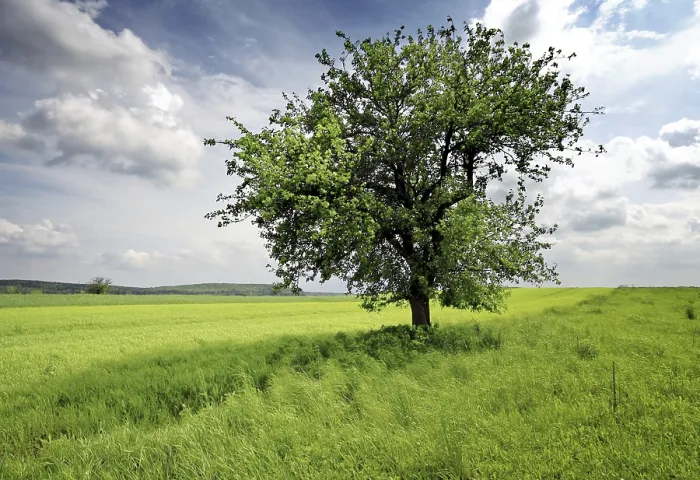 Framed Print : Nature Print - Image of a Tree Framed Print : Nature Print - Image of a Tree