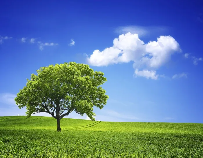 Framed Print : Nature Environment Print: Serene Landscape