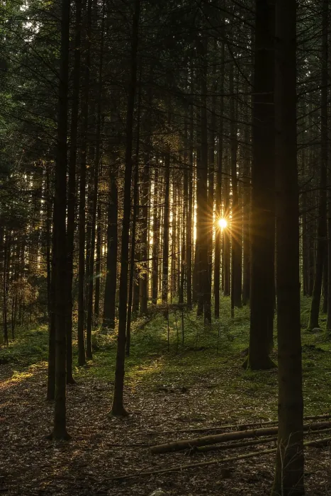 Framed Print : Nature Forest Print with Light and Shadow Framed Print : Nature Forest Print with Light and Shadow