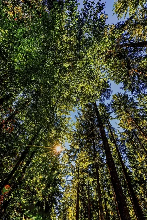 Framed Print : Nature, Forest, Light and Shadow Print Framed Print : Nature, Forest, Light and Shadow Print