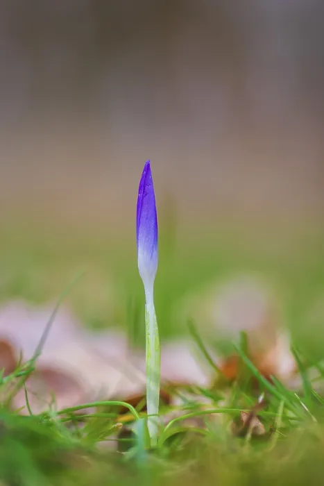 Framed Print : Nature Print: Spring Crocus (Crocus vernus) in Diffuse Light Framed Print : Nature Print: Spring Crocus (Crocus vernus) in Diffuse Light