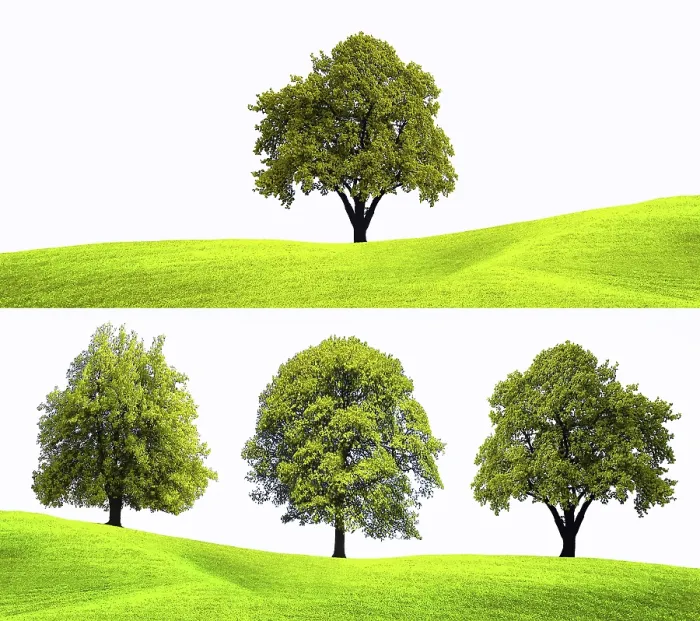 Framed Print : Nature Tree Background Print Framed Print : Nature Tree Background Print