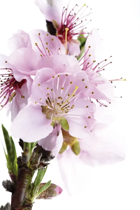 Framed Print : Nectarine Blossoms Print Framed Print : Nectarine Blossoms Print