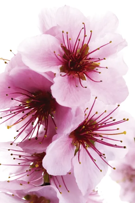 Framed Print : Nectarine Blossoms Print Framed Print : Nectarine Blossoms Print