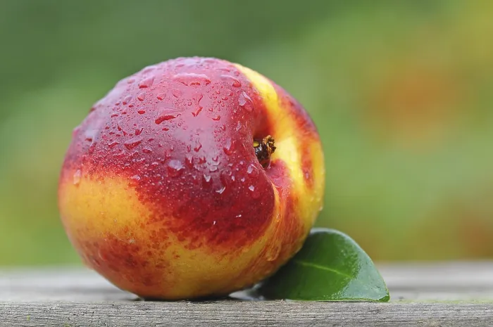 Framed Print : Nectarine with water drops Print Framed Print : Nectarine with water drops Print