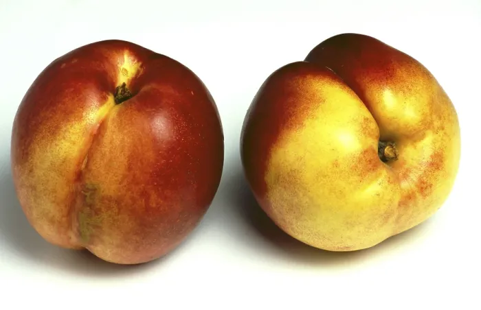 Framed Print : Nectarines Print: A Peach Mutation Framed Print : Nectarines Print: A Peach Mutation