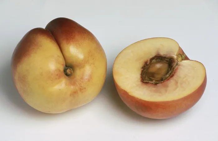 Framed Print : Nectarine Print: A Peach Mutation Framed Print : Nectarine Print: A Peach Mutation