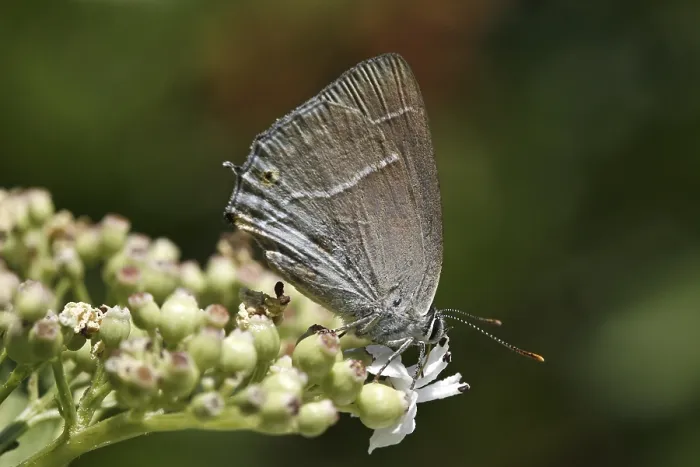 Framed Print : Neozephyrus quercus Print - Blue Oaktip Butterfly Framed Print : Neozephyrus quercus Print - Blue Oaktip Butterfly
