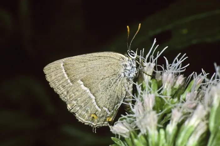 Framed Print : Neozephyrus quercus Print - Purple Hairstreak on Water Azalea Framed Print : Neozephyrus quercus Print - Purple Hairstreak on Water Azalea