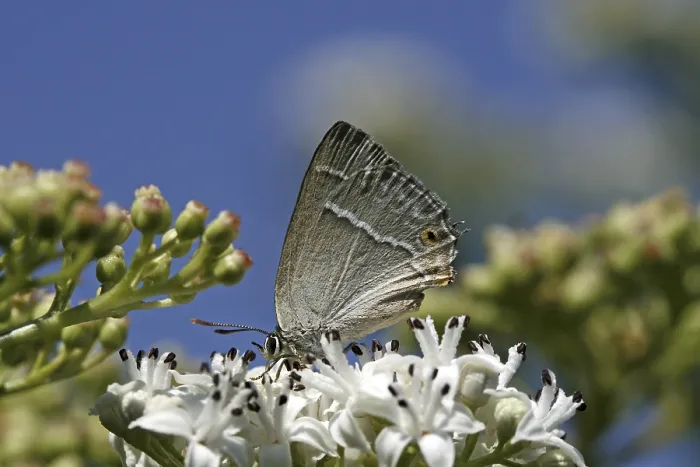 Framed Print : Neozephyrus quercus Print - Blue Oaktip Elder Butterfly Framed Print : Neozephyrus quercus Print - Blue Oaktip Elder Butterfly