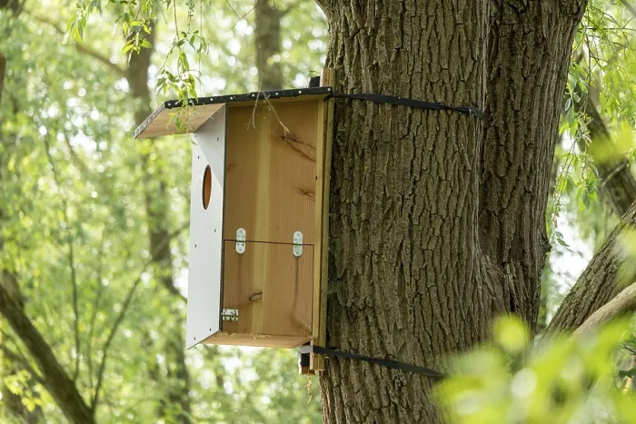 Framed Print : Nesting Box in Tree, Biosphere Reserve Print, Germany Framed Print : Nesting Box in Tree, Biosphere Reserve Print, Germany