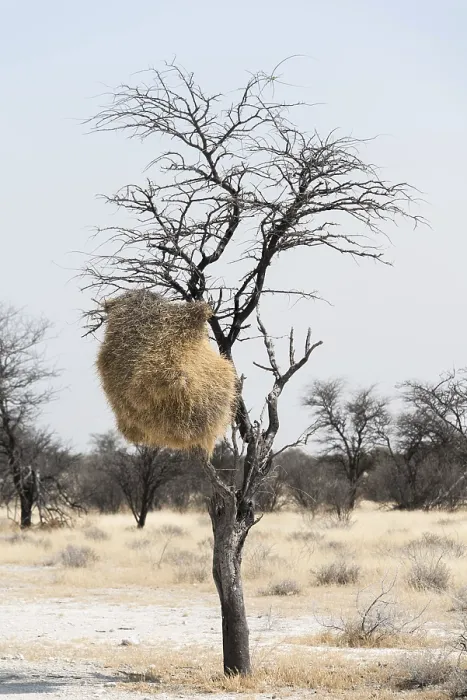 Framed Print : Sociable Weaver Nesting Colony Print, Etosha National Park