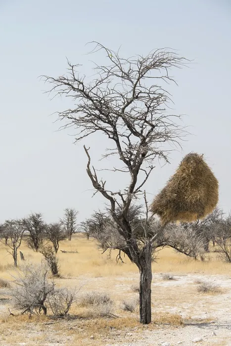 Framed Print : Sociable Weaver Nesting Colony Print, Etosha National Park Framed Print : Sociable Weaver Nesting Colony Print, Etosha National Park