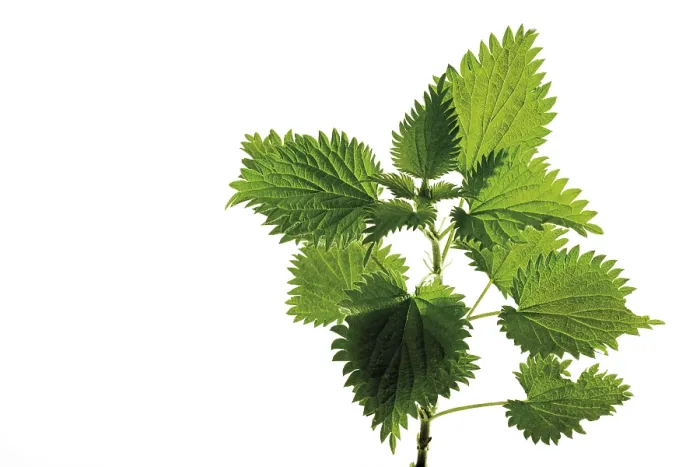 Framed Print : Nettle (Urtica) Print Framed Print : Nettle (Urtica) Print