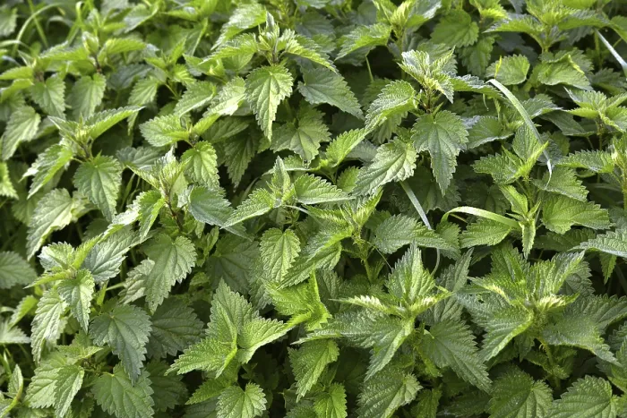 Framed Print : Nettles Print from imageBROKER Framed Print : Nettles Print from imageBROKER