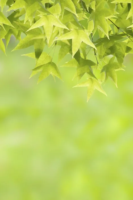Framed Print : New Maple Leaves in Spring Print Framed Print : New Maple Leaves in Spring Print