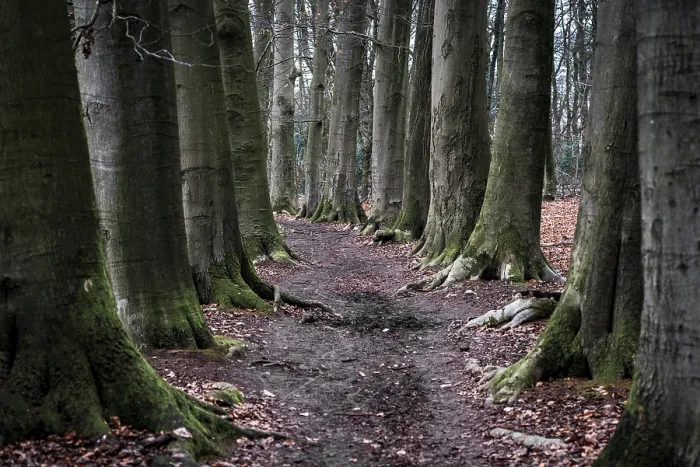 Framed Print : Beech Tree Footpath Print Framed Print : Beech Tree Footpath Print