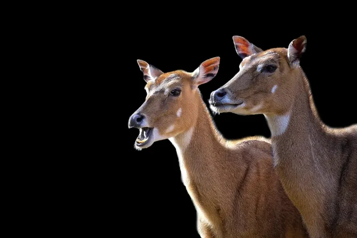 Framed Print : Nilgai Print: Two Nilgai on Black Background Framed Print : Nilgai Print: Two Nilgai on Black Background