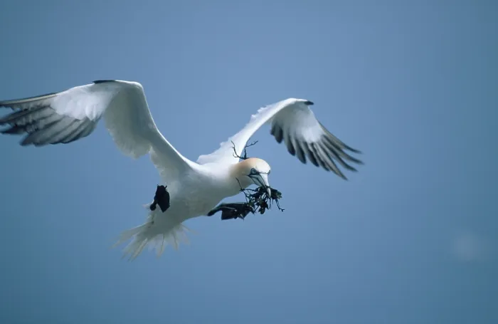 Framed Print : Northern Gannet with nesting material Print, Bass Rock, Scotland Framed Print : Northern Gannet with nesting material Print, Bass Rock, Scotland