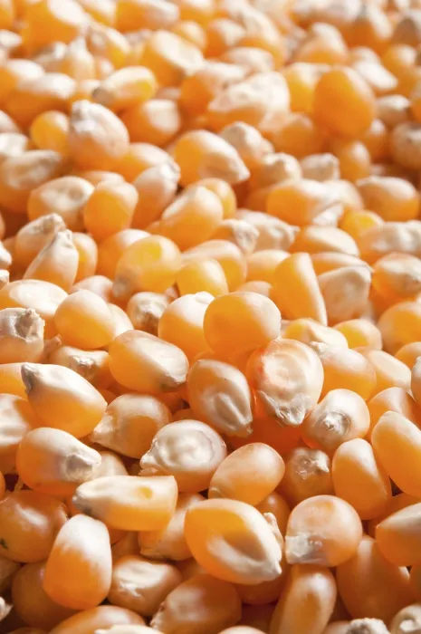 Framed Print : Numerous Orange Corn Kernels Print Framed Print : Numerous Orange Corn Kernels Print