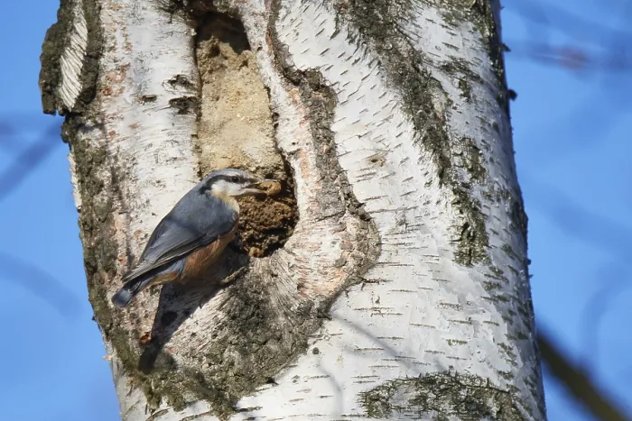 Framed Print : Nuthatch Building Its Nesting Cavity Print Framed Print : Nuthatch Building Its Nesting Cavity Print