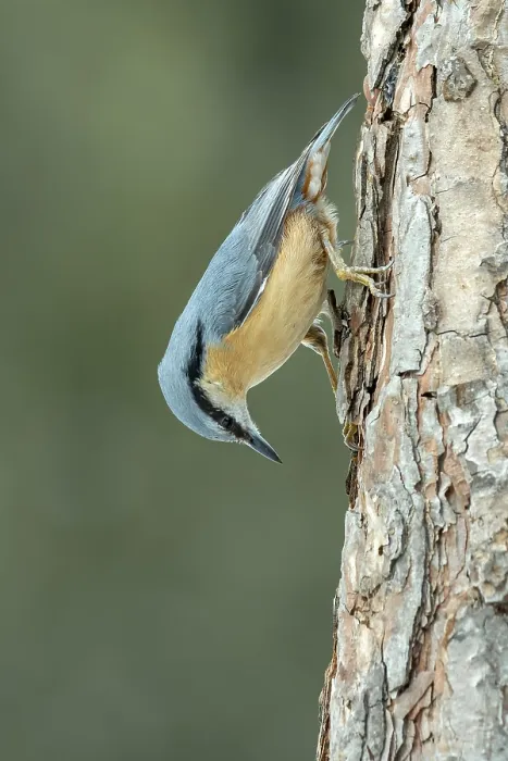 Framed Print : Nuthatch (Sitta europaea) Print, Terfens, Tyrol, Austria