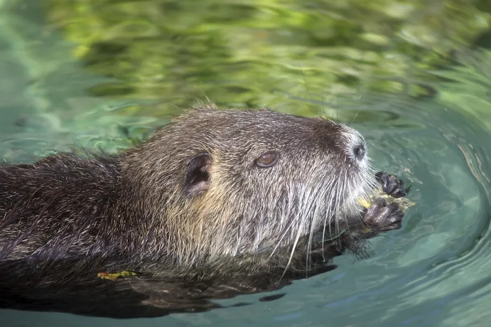 Framed Print : Nutria Print - Rodent Mammal Image Framed Print : Nutria Print - Rodent Mammal Image