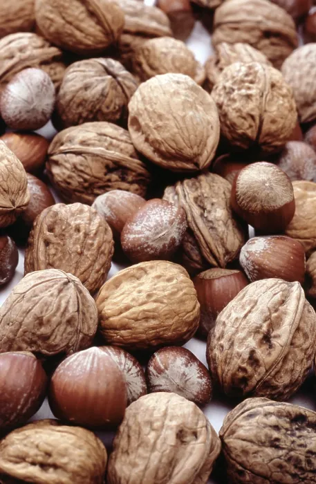 Framed Print : Nuts Nuts Print by imageBROKER Framed Print : Nuts Nuts Print by imageBROKER