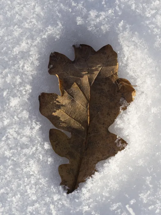 Framed Print : An Oak Leaf Sinks into the Snow Print Framed Print : An Oak Leaf Sinks into the Snow Print