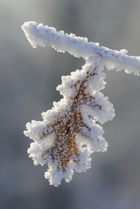 Framed Print : Hoarfrost on an Oak Leaf Print, Germany Framed Print : Hoarfrost on an Oak Leaf Print, Germany