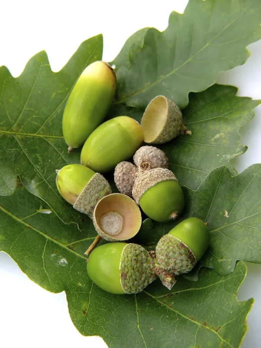 Framed Print : Acorn Print - Quercus Seed Framed Print : Acorn Print - Quercus Seed