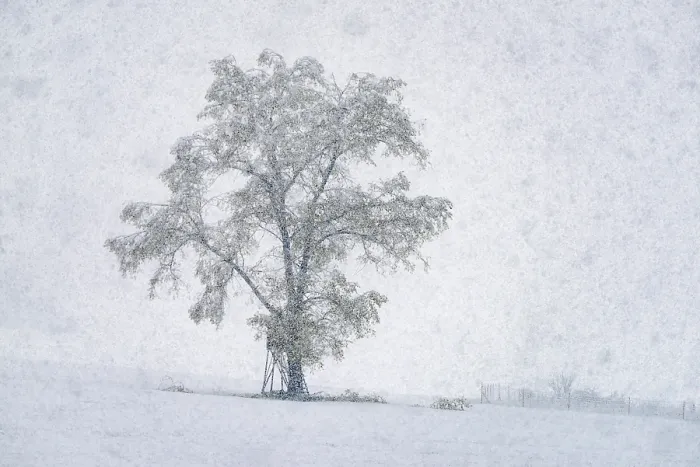 Framed Print : Oak Tree in Heavy Snowfall Print, Bavaria, Germany Framed Print : Oak Tree in Heavy Snowfall Print, Bavaria, Germany