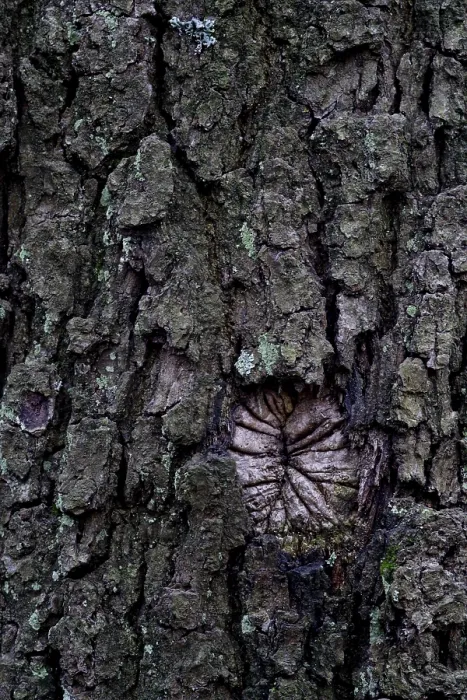 Framed Print : Oak Tree Bark Print (Quercus) Framed Print : Oak Tree Bark Print (Quercus)