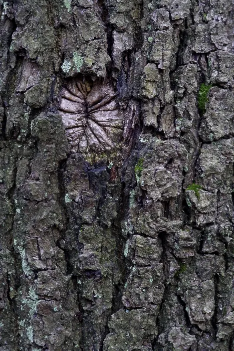 Framed Print : Oak Tree Bark Print (Quercus) Framed Print : Oak Tree Bark Print (Quercus)