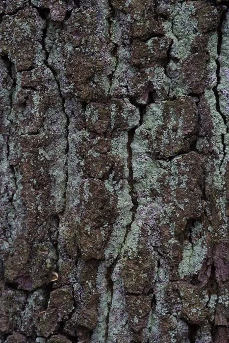 Framed Print : Oak Tree Bark Print (Quercus) Framed Print : Oak Tree Bark Print (Quercus)