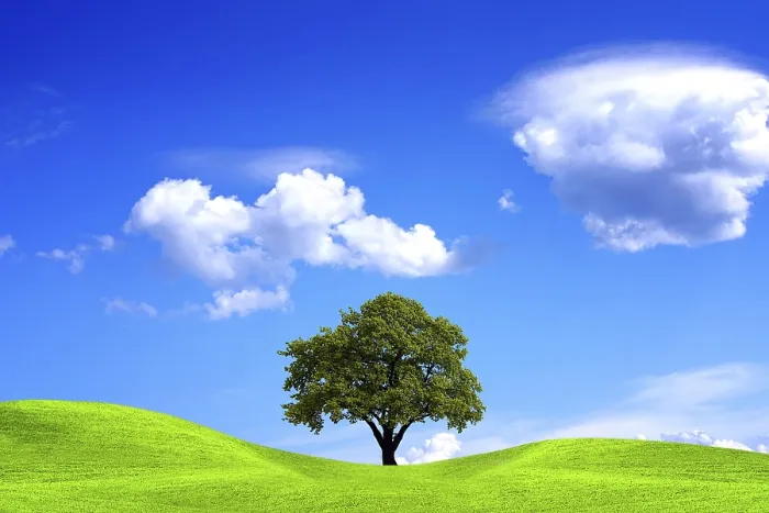 Framed Print : Oak Tree Under Blue Sky Print Framed Print : Oak Tree Under Blue Sky Print
