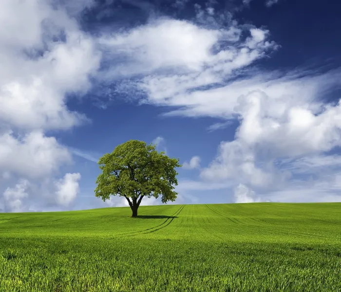 Framed Print : Oak Tree on a Cloudy Day Print Framed Print : Oak Tree on a Cloudy Day Print